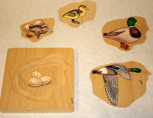 Duck : layered life cycle puzzle