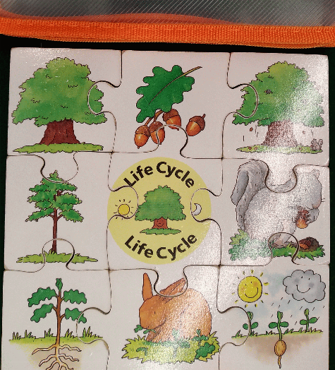 Tree: Life Cycle [puzzle].