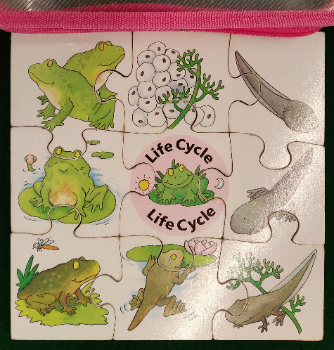 Life cycle : frog [puzzle].