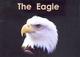 Go to record The eagle